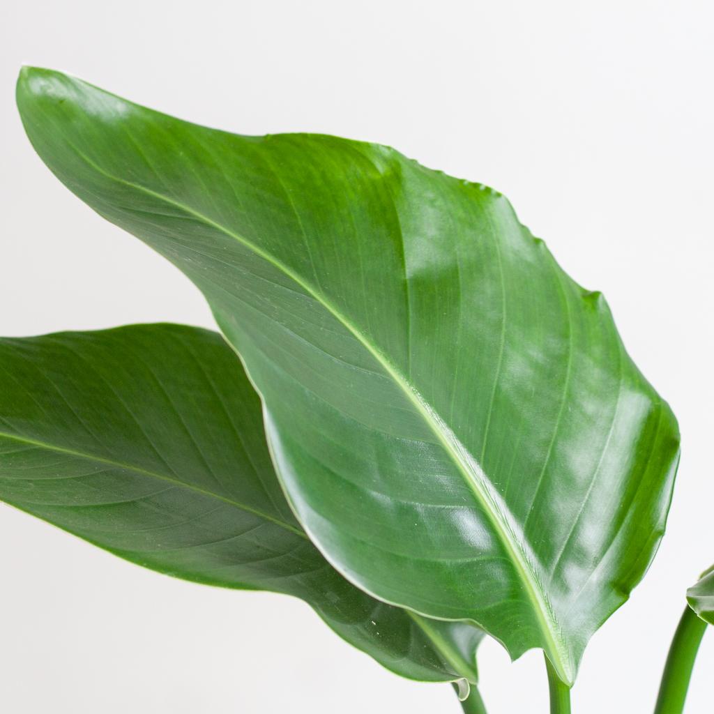 Strelitzia Nicolai met Viber pot grijs en pot Ø21cm. Plante verte type Strelitzia Nicolai met Viber pot grijs, livrée en pot, idéale pour intérieur lumineux. – Image 4