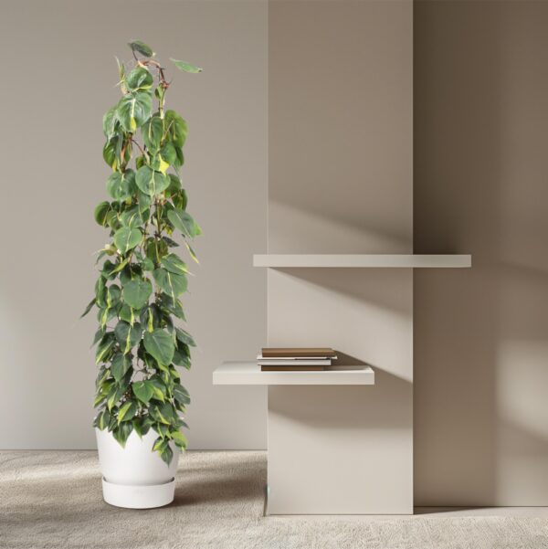 Philodendron Scandens Brasil gaasrek en pot Ø27cm. Plante verte type Philodendron Scandens Brasil gaasrek, livrée en pot, idéale pour intérieur lumineux. – Image 4