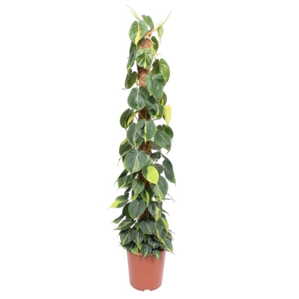Philodendron Scandens Brasil mosstok en pot Ø27cm. Plante verte type Philodendron Scandens Brasil mosstok, livrée en pot, idéale pour intérieur lumineux.
