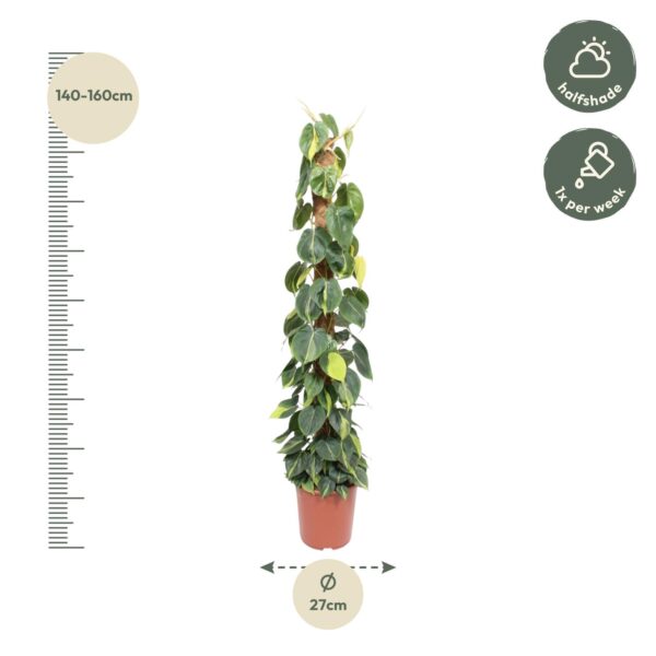 Philodendron Scandens Brasil mosstok en pot Ø27cm. Plante verte type Philodendron Scandens Brasil mosstok, livrée en pot, idéale pour intérieur lumineux. – Image 2