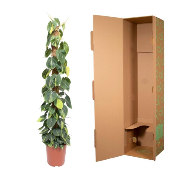 Philodendron Scandens Brasil mosstok en pot Ø27cm. Plante verte type Philodendron Scandens Brasil mosstok, livrée en pot, idéale pour intérieur lumineux. – Image 3
