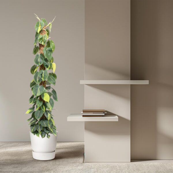 Philodendron Scandens Brasil mosstok en pot Ø27cm. Plante verte type Philodendron Scandens Brasil mosstok, livrée en pot, idéale pour intérieur lumineux. – Image 4