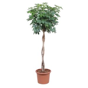 Schefflera Arboricola Compacta gevlochten stam en pot Ø40cm. Plante verte type Schefflera Arboricola Compacta gevlochten stam, livrée en pot, idéale pour intérieur lumineux.