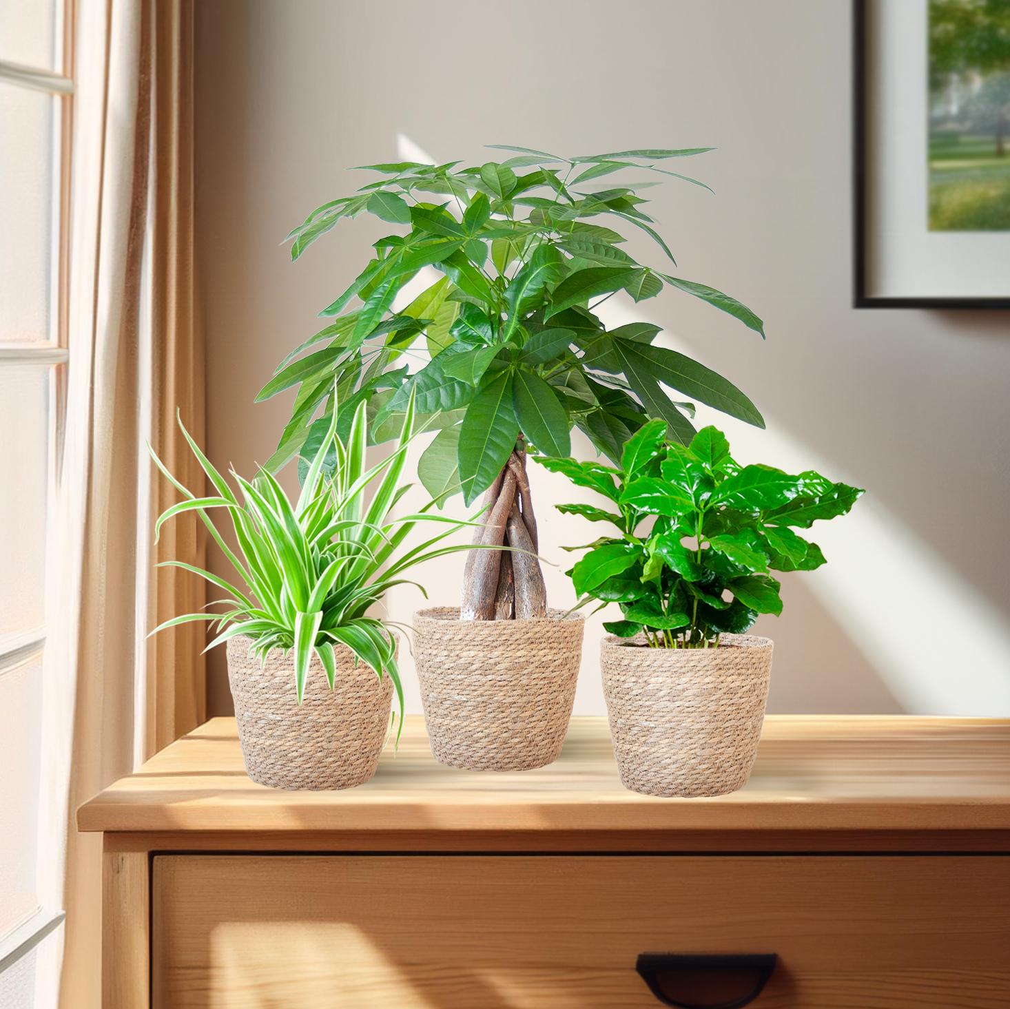 Diervriendelijke Plantenbox en pot Ø12cm. Plante verte type Diervriendelijke Plantenbox, livrée en pot, idéale pour intérieur lumineux. – Image 3