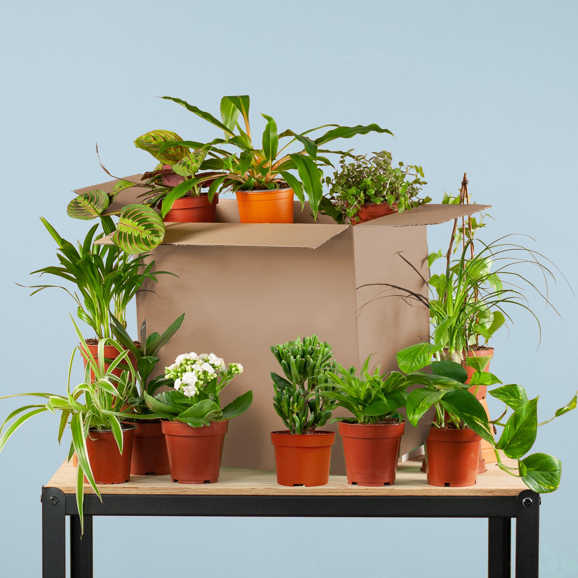 Groene Kneusjesbox (12 stuks) en pot. Plante verte type Groene Kneusjesbox (12 stuks), livrée en pot, idéale pour intérieur lumineux.