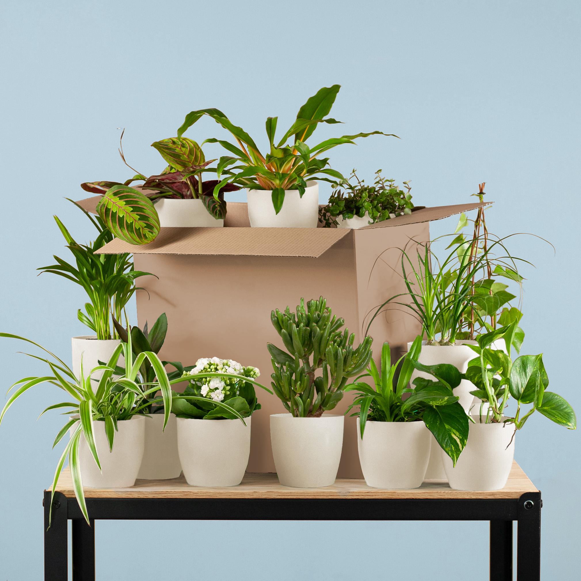 Groene Kneusjesbox (12 stuks) en pot. Plante verte type Groene Kneusjesbox (12 stuks), livrée en pot, idéale pour intérieur lumineux.