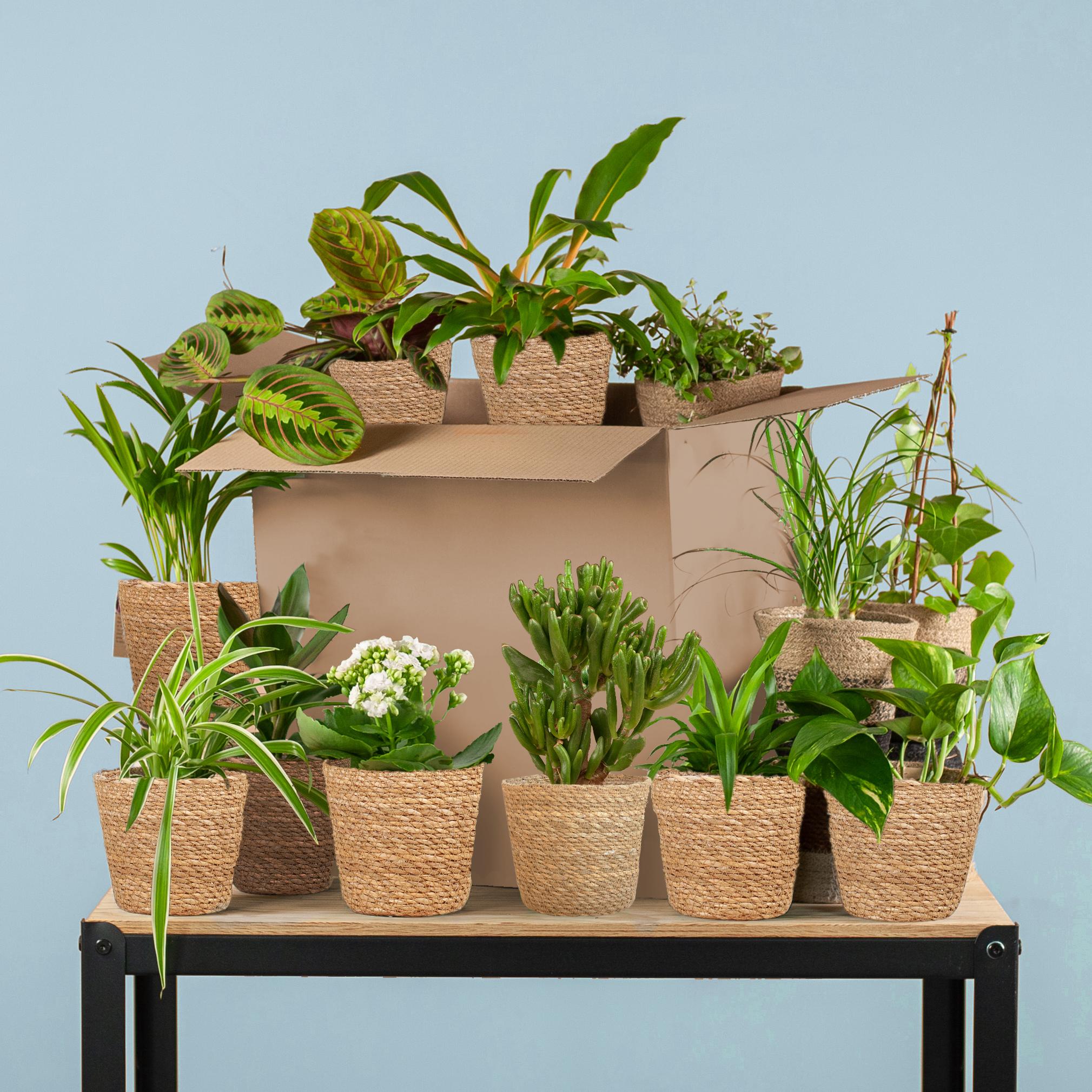 Groene Kneusjesbox (12 stuks) en pot. Plante verte type Groene Kneusjesbox (12 stuks), livrée en pot, idéale pour intérieur lumineux.