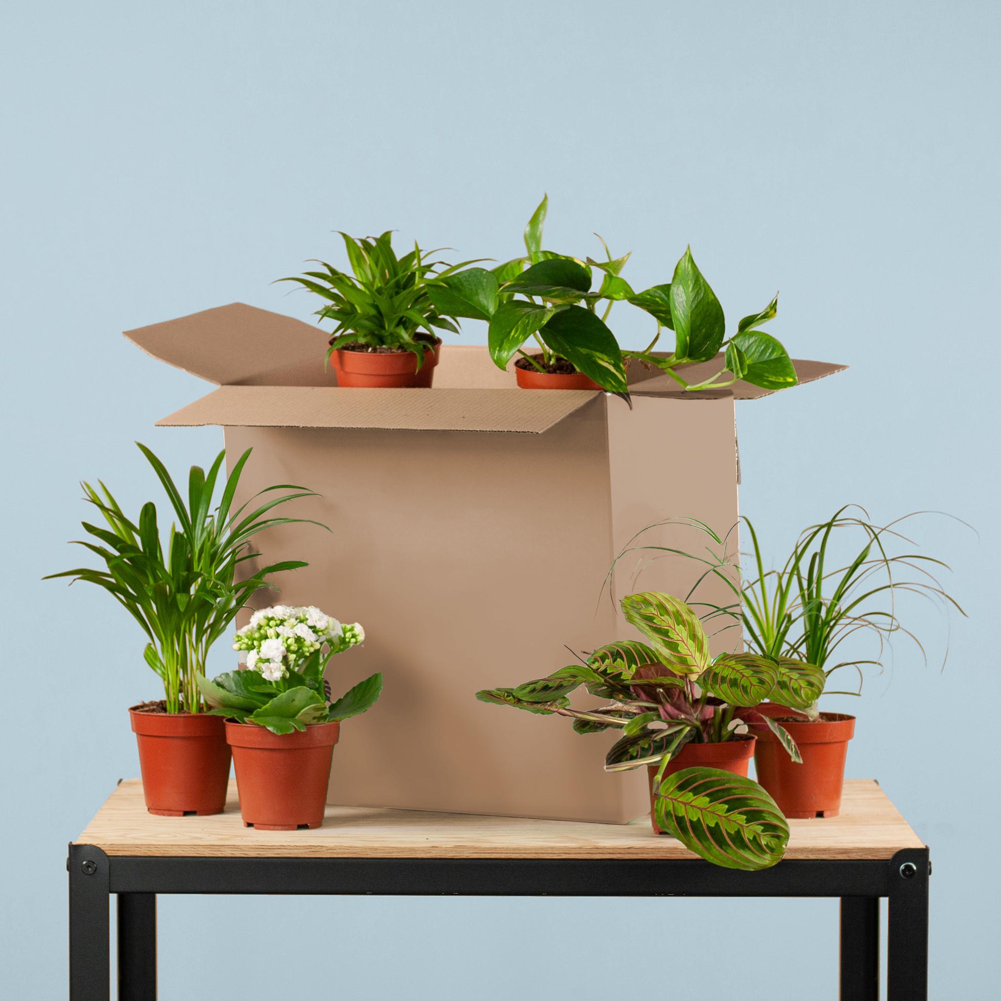 Groene Kneusjesbox (6 stuks) en pot. Plante verte type Groene Kneusjesbox (6 stuks), livrée en pot, idéale pour intérieur lumineux.