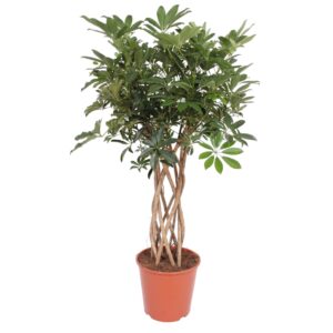 Schefflera Arboricola Compacta gevlochten stam en pot Ø30cm. Plante verte type Schefflera Arboricola Compacta gevlochten stam, livrée en pot, idéale pour intérieur lumineux.