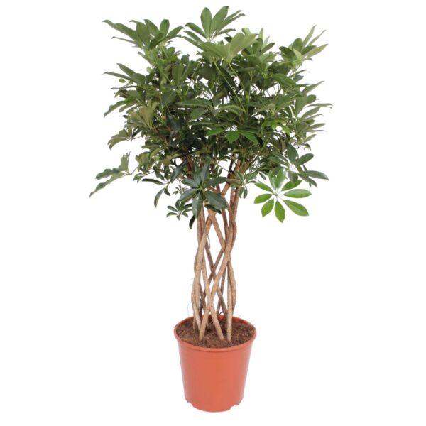 Schefflera Arboricola Compacta gevlochten stam en pot Ø30cm. Plante verte type Schefflera Arboricola Compacta gevlochten stam, livrée en pot, idéale pour intérieur lumineux.