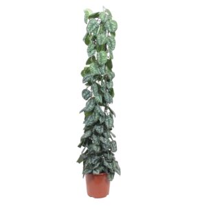 Scindapsus Pictus Trebie gaasrek en pot Ø27cm. Plante verte type Scindapsus Pictus Trebie gaasrek, livrée en pot, idéale pour intérieur lumineux.