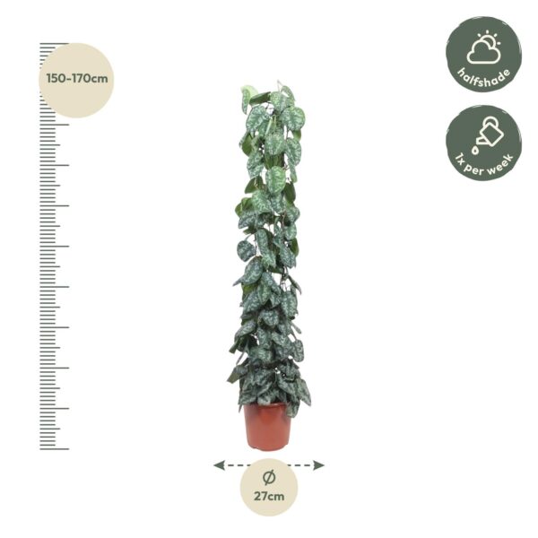 Scindapsus Pictus Trebie gaasrek en pot Ø27cm. Plante verte type Scindapsus Pictus Trebie gaasrek, livrée en pot, idéale pour intérieur lumineux. – Image 2