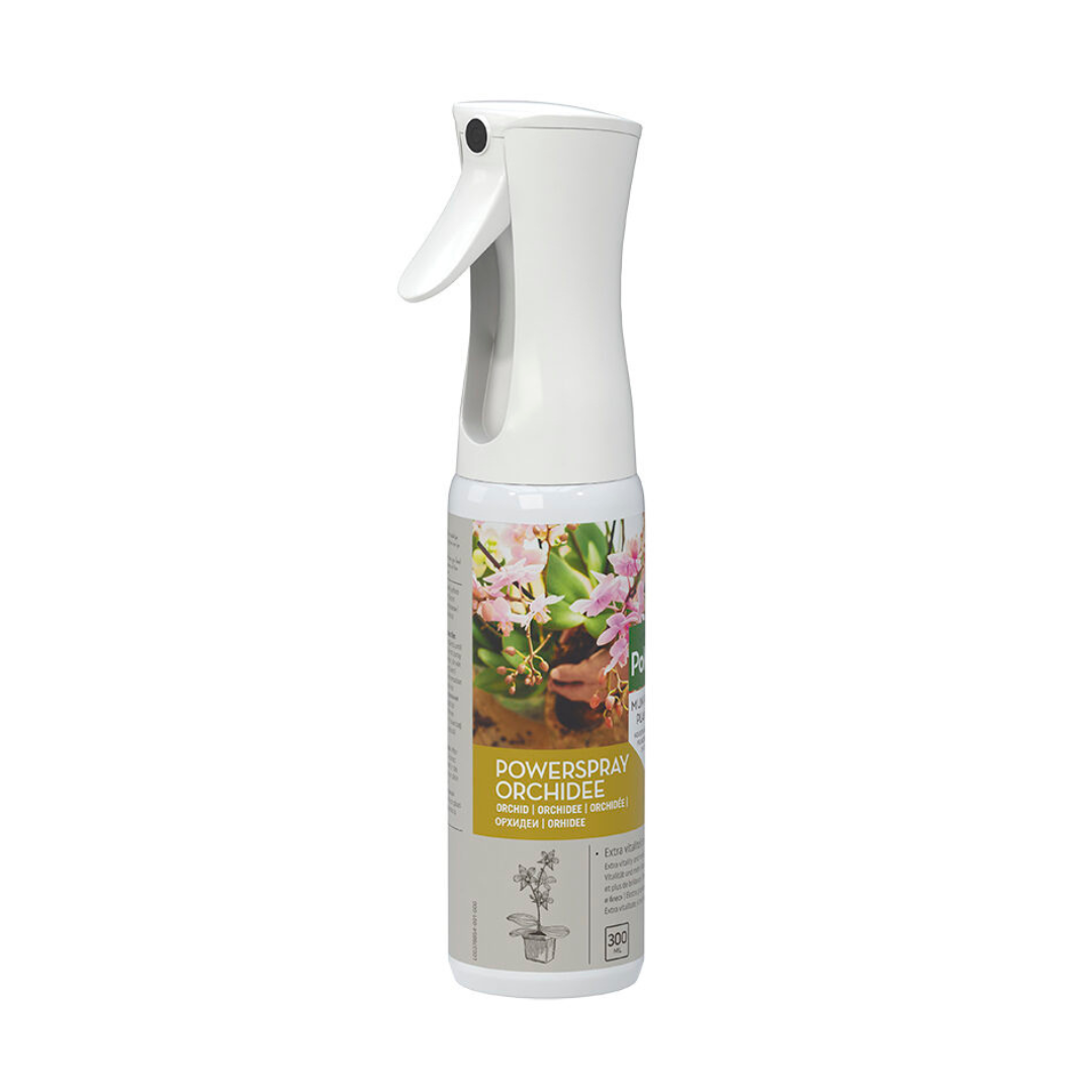 Pokon Powerspray orchidee 300 ml en pot. Plante verte type Pokon Powerspray orchidee 300 ml, livrée en pot, idéale pour intérieur lumineux.