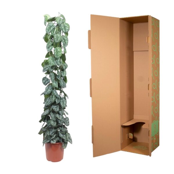 Scindapsus Pictus Trebie gaasrek en pot Ø27cm. Plante verte type Scindapsus Pictus Trebie gaasrek, livrée en pot, idéale pour intérieur lumineux. – Image 3