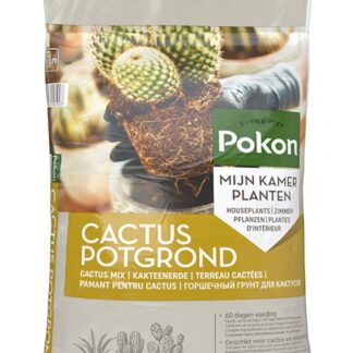 Pokon cactus & vetplant en pot. Plante verte type Pokon cactus & vetplant, livrée en pot, idéale pour intérieur lumineux.