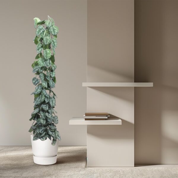Scindapsus Pictus Trebie gaasrek en pot Ø27cm. Plante verte type Scindapsus Pictus Trebie gaasrek, livrée en pot, idéale pour intérieur lumineux. – Image 4