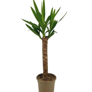 Yucca Elephantipes Ø17cm en pot Ø17cm  Hauteur 60cm. Plante verte type Yucca Elephantipes Ø17cm, livrée en pot, idéale pour intérieur lumineux.