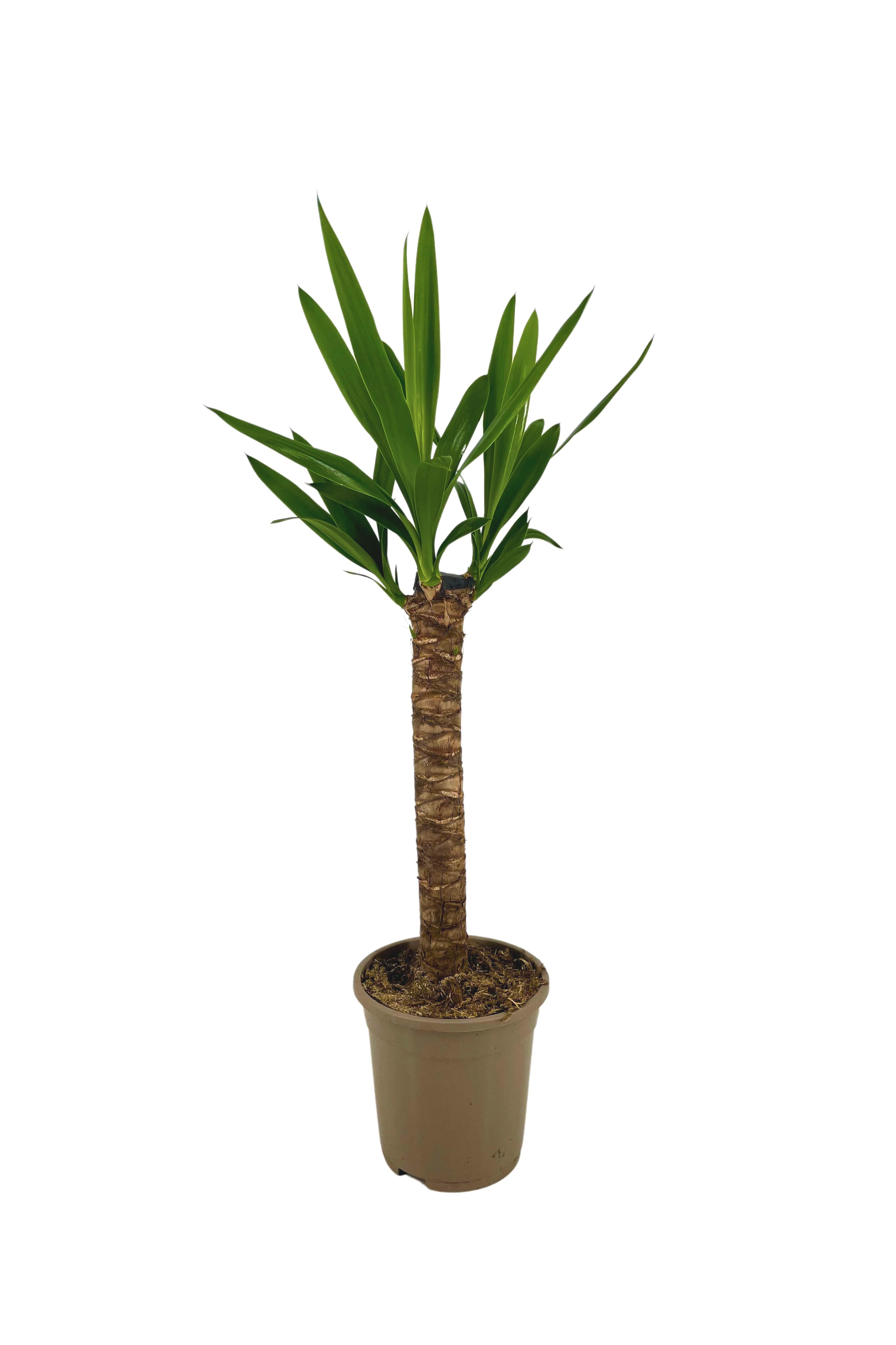 Yucca Elephantipes Ø17cm en pot Ø17cm  Hauteur 60cm. Plante verte type Yucca Elephantipes Ø17cm, livrée en pot, idéale pour intérieur lumineux.