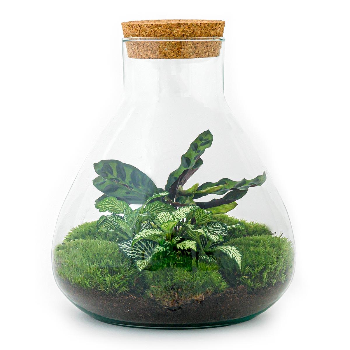 DIY terrarium  Sammie  ? 27 cm en pot. Plante verte type DIY terrarium  Sammie  ? 27 cm, livrée en pot, idéale pour intérieur lumineux.
