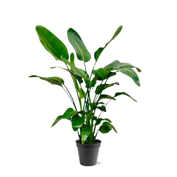 Strelitzia Nicolai en pot Ø24cm. Plante verte type Strelitzia Nicolai, livrée en pot, idéale pour intérieur lumineux.