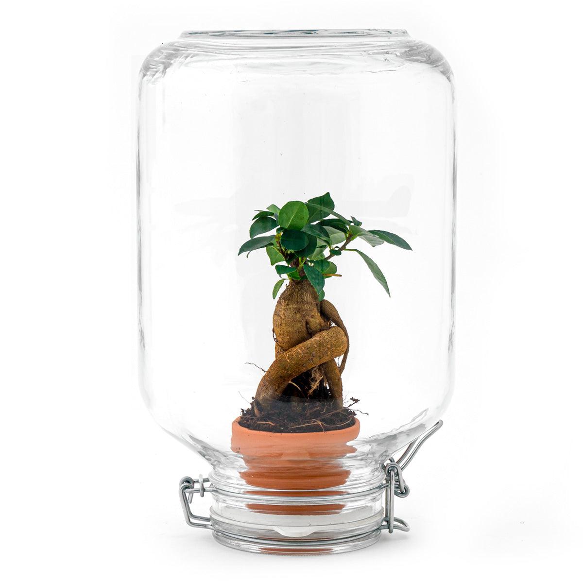 Easyplant en pot. Plante verte type Easyplant, livrée en pot, idéale pour intérieur lumineux.