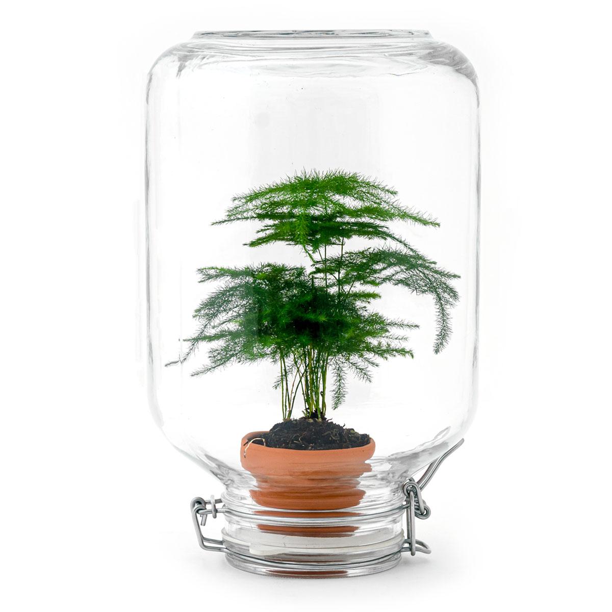 Easyplant en pot. Plante verte type Easyplant, livrée en pot, idéale pour intérieur lumineux.