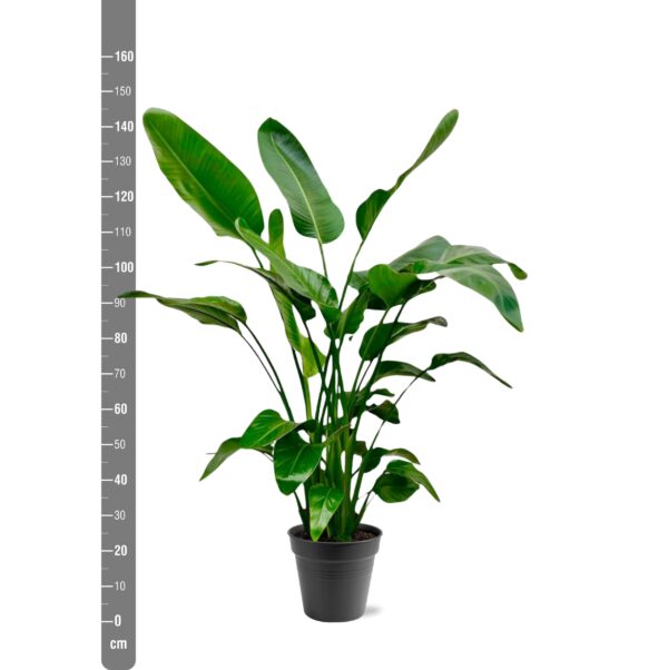 Strelitzia Nicolai en pot Ø24cm. Plante verte type Strelitzia Nicolai, livrée en pot, idéale pour intérieur lumineux. – Image 2