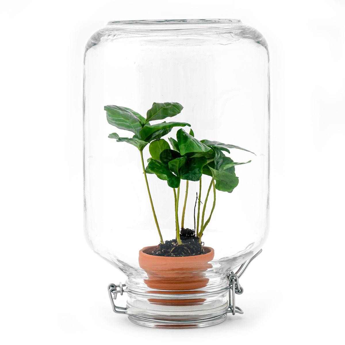 Easyplant en pot. Plante verte type Easyplant, livrée en pot, idéale pour intérieur lumineux.