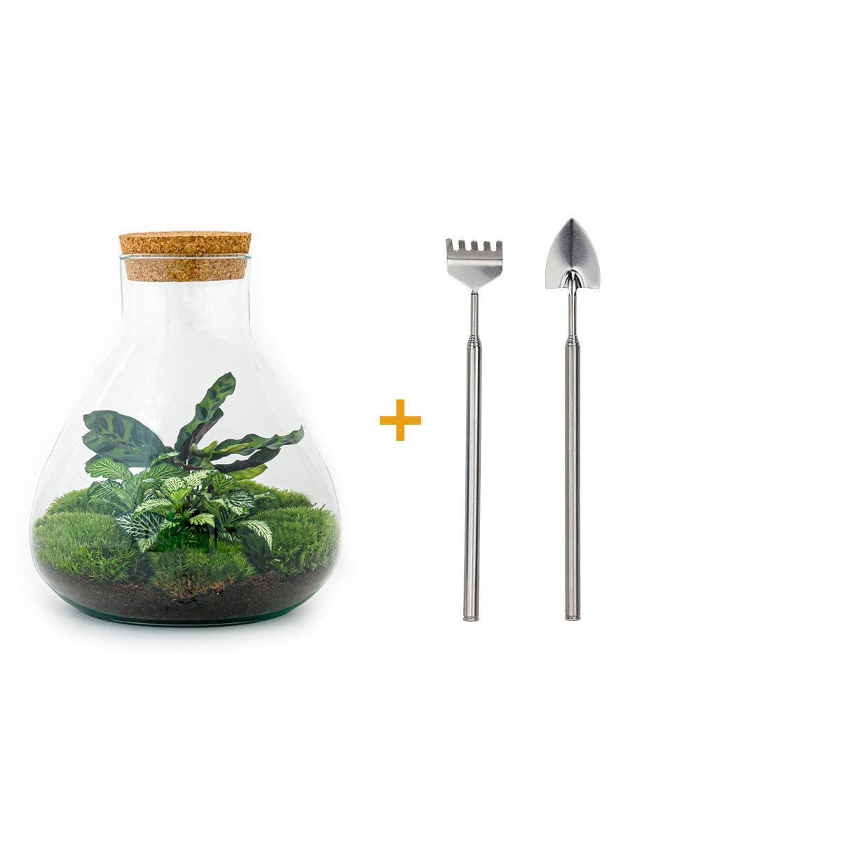DIY terrarium en pot. Plante verte type DIY terrarium, livrée en pot, idéale pour intérieur lumineux.