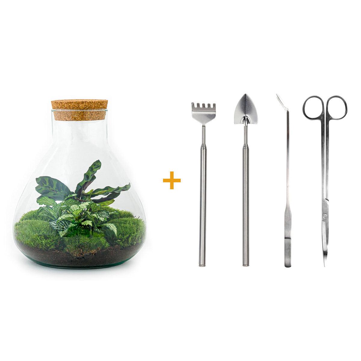 DIY terrarium en pot. Plante verte type DIY terrarium, livrée en pot, idéale pour intérieur lumineux.