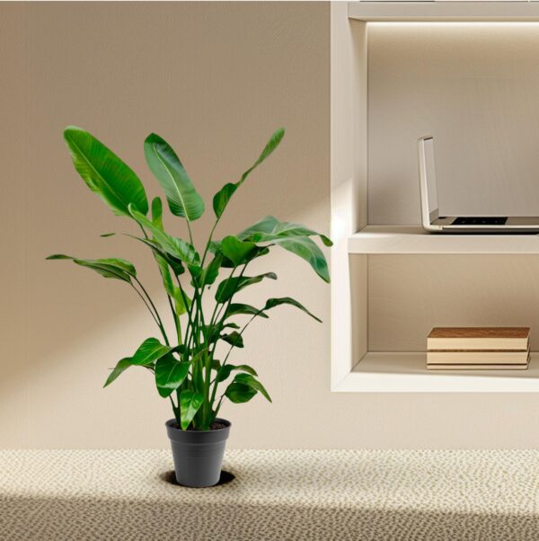 Strelitzia Nicolai en pot Ø24cm. Plante verte type Strelitzia Nicolai, livrée en pot, idéale pour intérieur lumineux. – Image 3