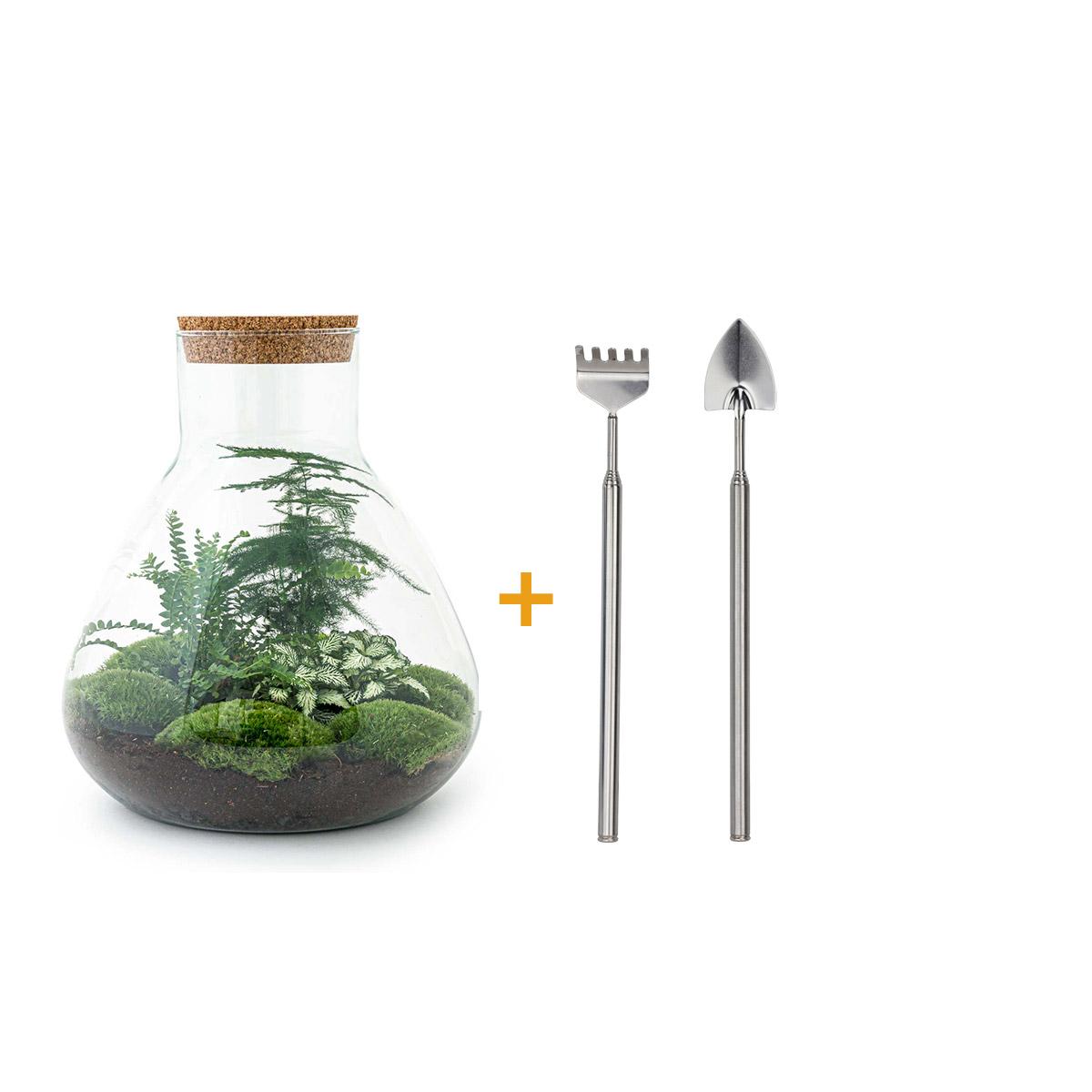 DIY terrarium en pot. Plante verte type DIY terrarium, livrée en pot, idéale pour intérieur lumineux.