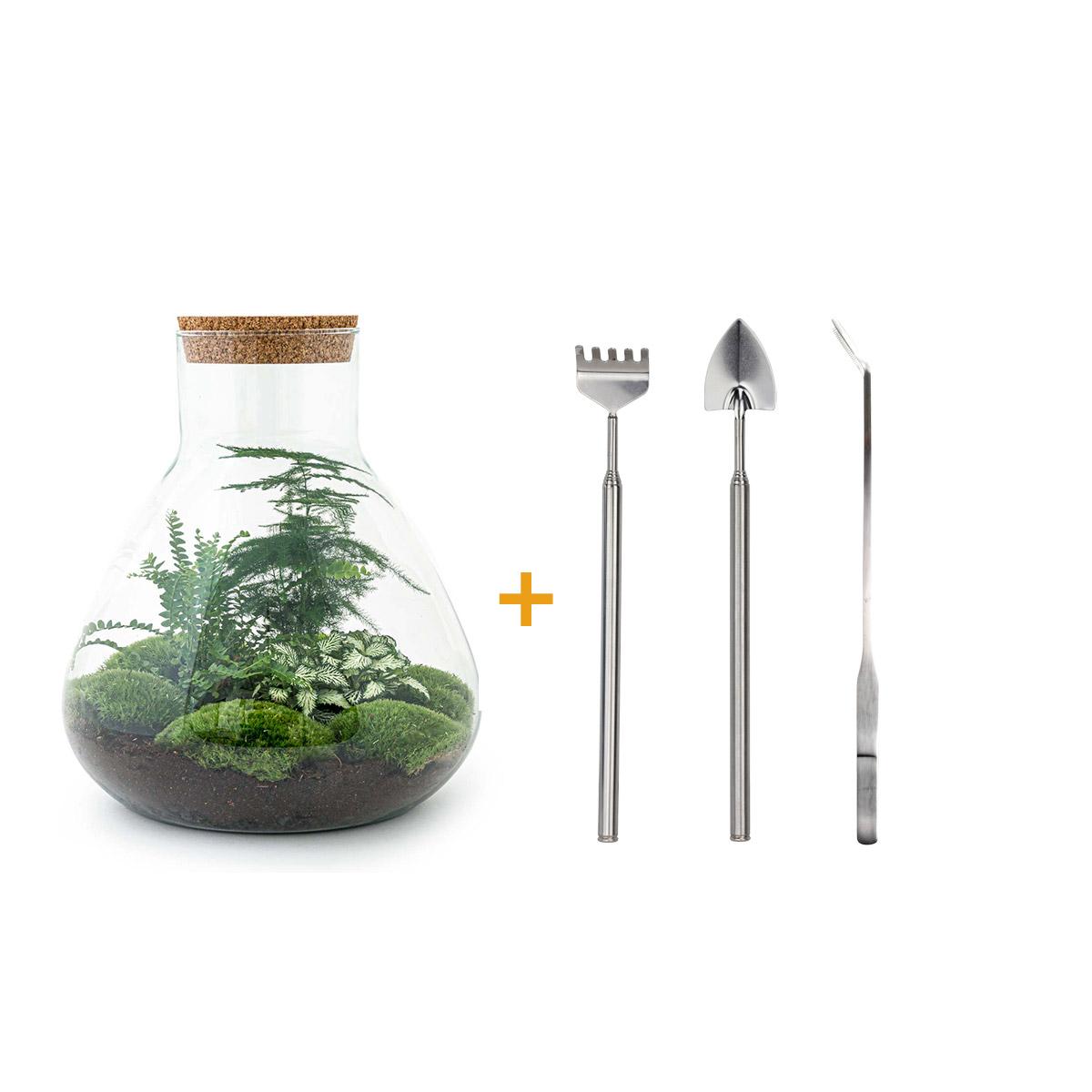 DIY terrarium en pot. Plante verte type DIY terrarium, livrée en pot, idéale pour intérieur lumineux.