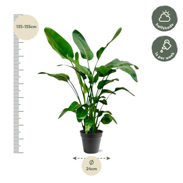 Strelitzia Nicolai en pot Ø24cm. Plante verte type Strelitzia Nicolai, livrée en pot, idéale pour intérieur lumineux. – Image 4