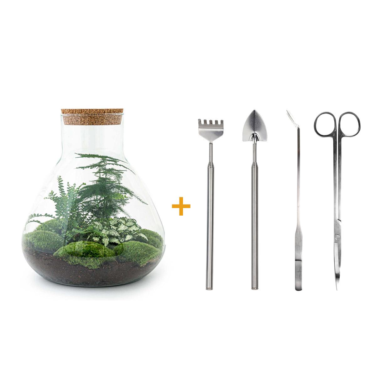 DIY terrarium en pot. Plante verte type DIY terrarium, livrée en pot, idéale pour intérieur lumineux.