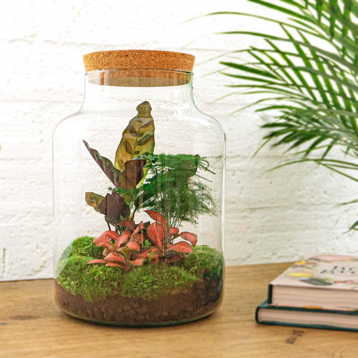 DIY terrarium en pot. Plante verte type DIY terrarium, livrée en pot, idéale pour intérieur lumineux. – Image 2
