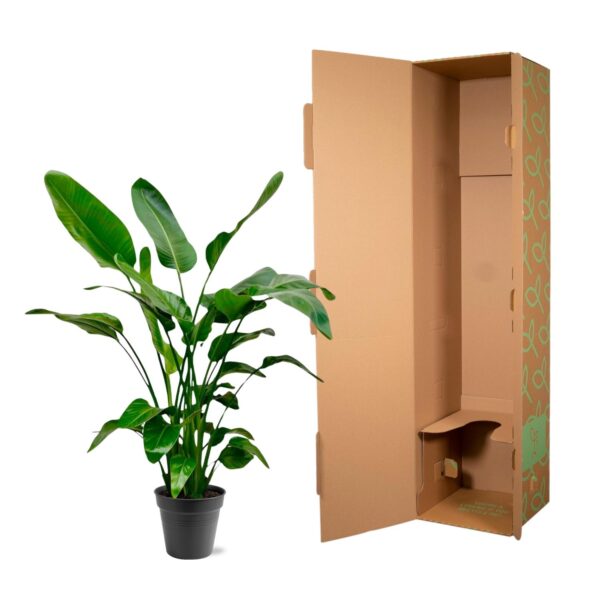 Strelitzia Nicolai en pot Ø24cm. Plante verte type Strelitzia Nicolai, livrée en pot, idéale pour intérieur lumineux. – Image 5