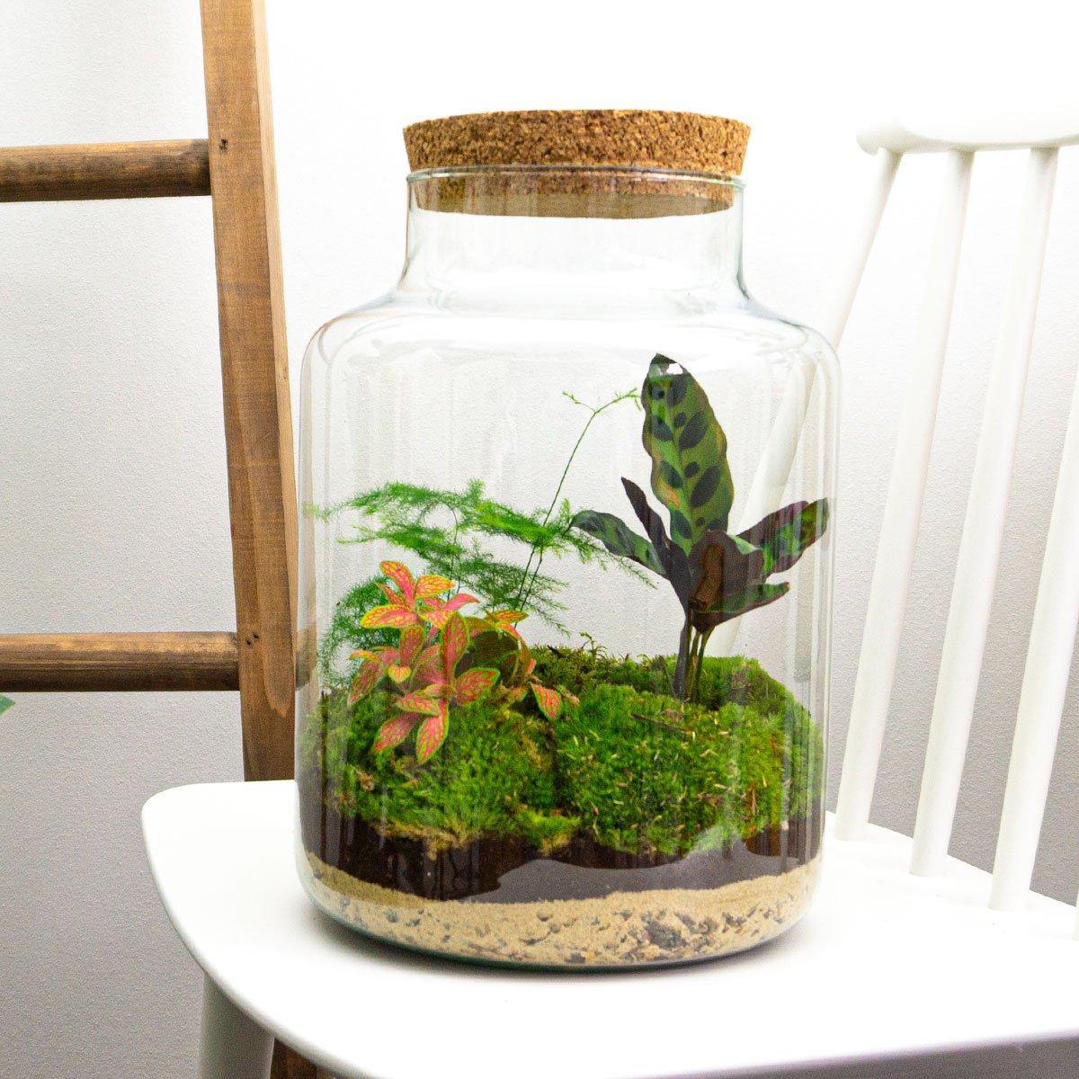 DIY terrarium en pot. Plante verte type DIY terrarium, livrée en pot, idéale pour intérieur lumineux. – Image 3