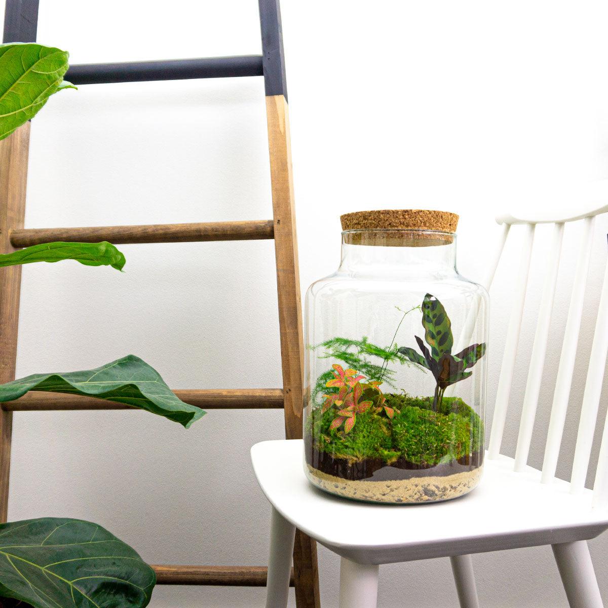 DIY terrarium en pot. Plante verte type DIY terrarium, livrée en pot, idéale pour intérieur lumineux. – Image 4