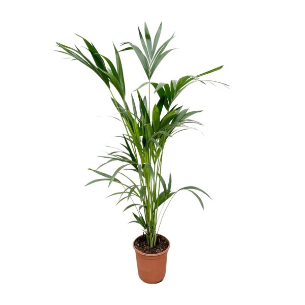 Kentia palm en pot Ø24cm. Plante verte type Kentia palm, livrée en pot, idéale pour intérieur lumineux.
