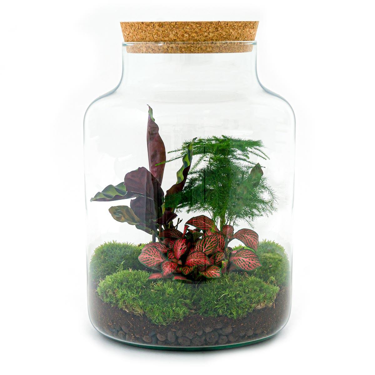 DIY terrarium en pot. Plante verte type DIY terrarium, livrée en pot, idéale pour intérieur lumineux. – Image 3