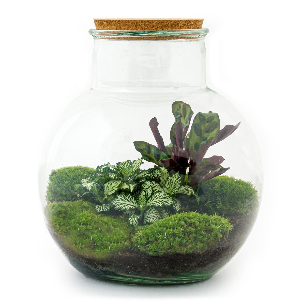 DIY terrarium en pot. Plante verte type DIY terrarium, livrée en pot, idéale pour intérieur lumineux.
