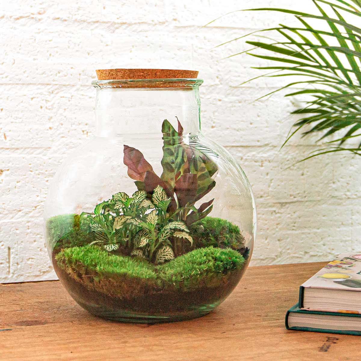 DIY terrarium en pot. Plante verte type DIY terrarium, livrée en pot, idéale pour intérieur lumineux. – Image 2