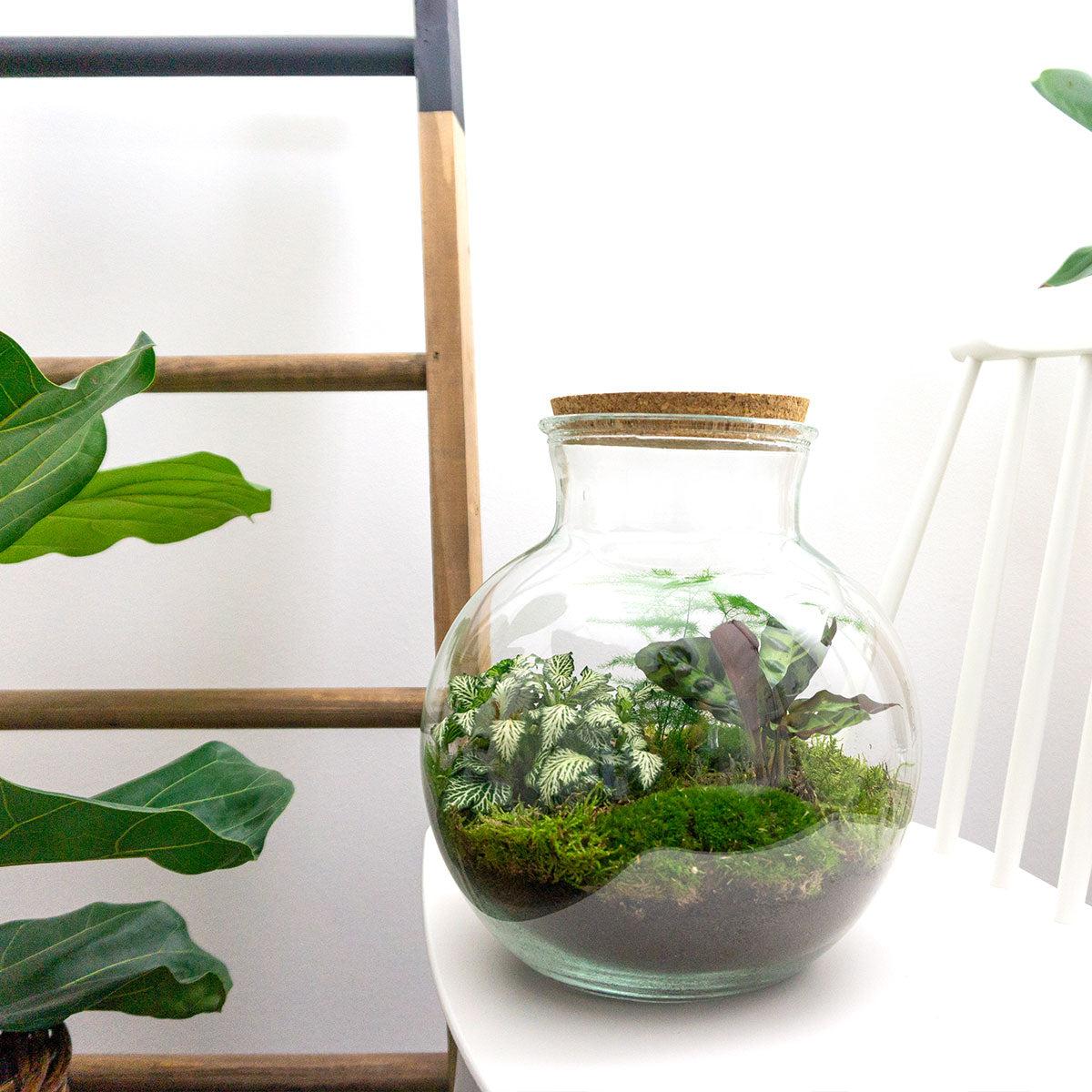 DIY terrarium en pot. Plante verte type DIY terrarium, livrée en pot, idéale pour intérieur lumineux. – Image 3