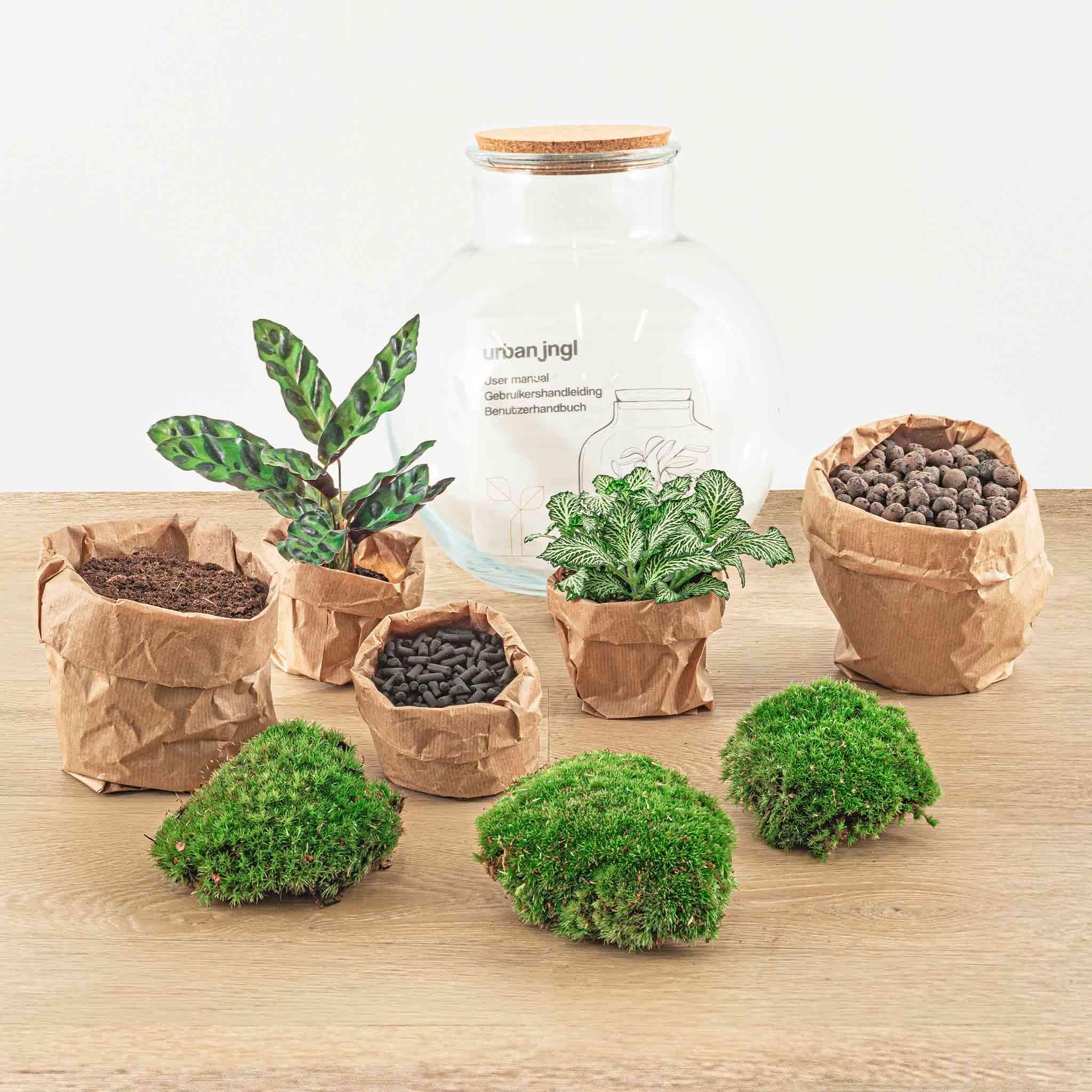 DIY terrarium en pot. Plante verte type DIY terrarium, livrée en pot, idéale pour intérieur lumineux. – Image 4