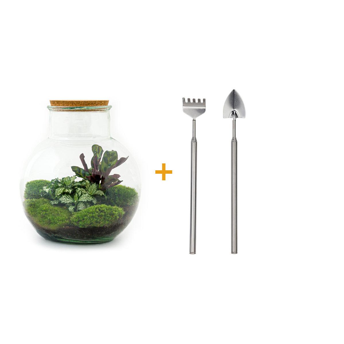 DIY terrarium en pot. Plante verte type DIY terrarium, livrée en pot, idéale pour intérieur lumineux.