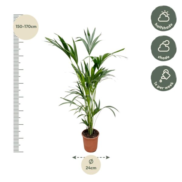 Kentia palm en pot Ø24cm. Plante verte type Kentia palm, livrée en pot, idéale pour intérieur lumineux. – Image 2