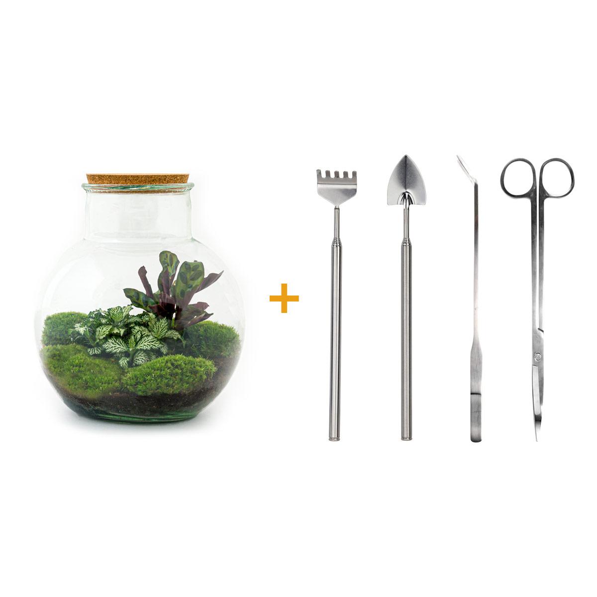 DIY terrarium en pot. Plante verte type DIY terrarium, livrée en pot, idéale pour intérieur lumineux.