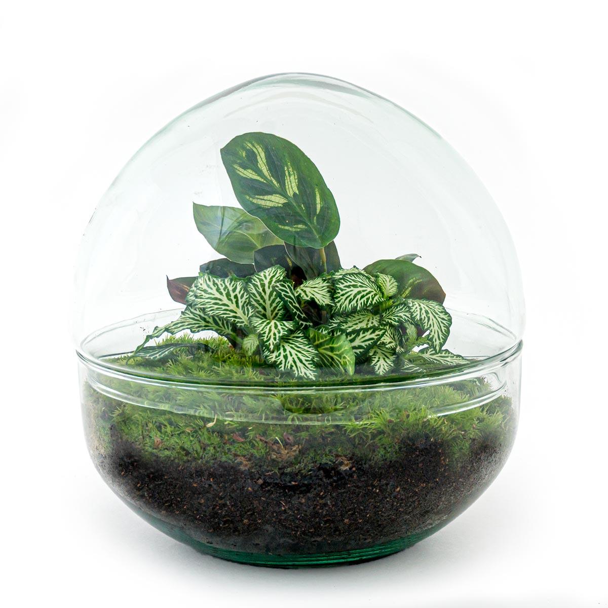 DIY terrarium en pot. Plante verte type DIY terrarium, livrée en pot, idéale pour intérieur lumineux.