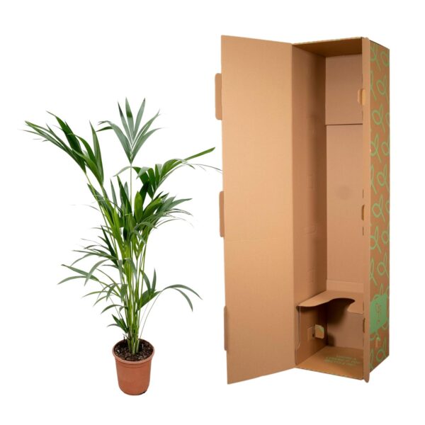 Kentia palm en pot Ø24cm. Plante verte type Kentia palm, livrée en pot, idéale pour intérieur lumineux. – Image 3